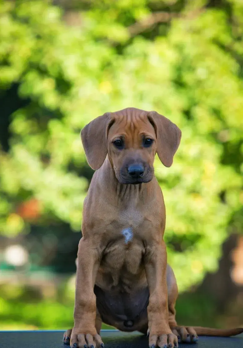 Rhodesian ridgeback