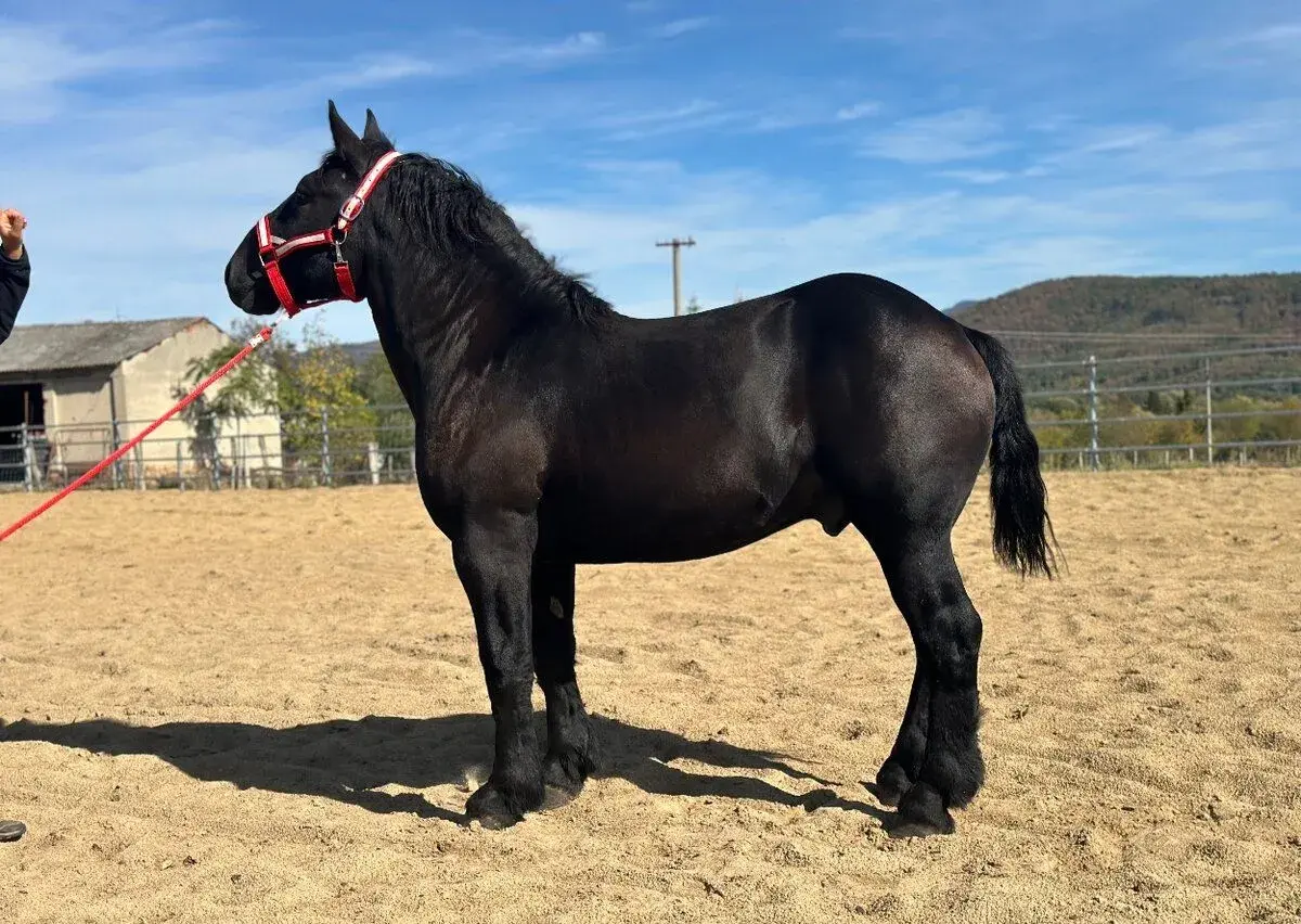 Ťažného koňa - Percheron