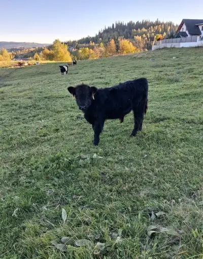 Galloway býk