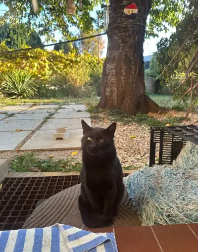 Darujem asi 6.mesačného kocúrika