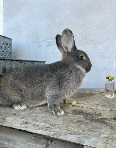 Viedenský