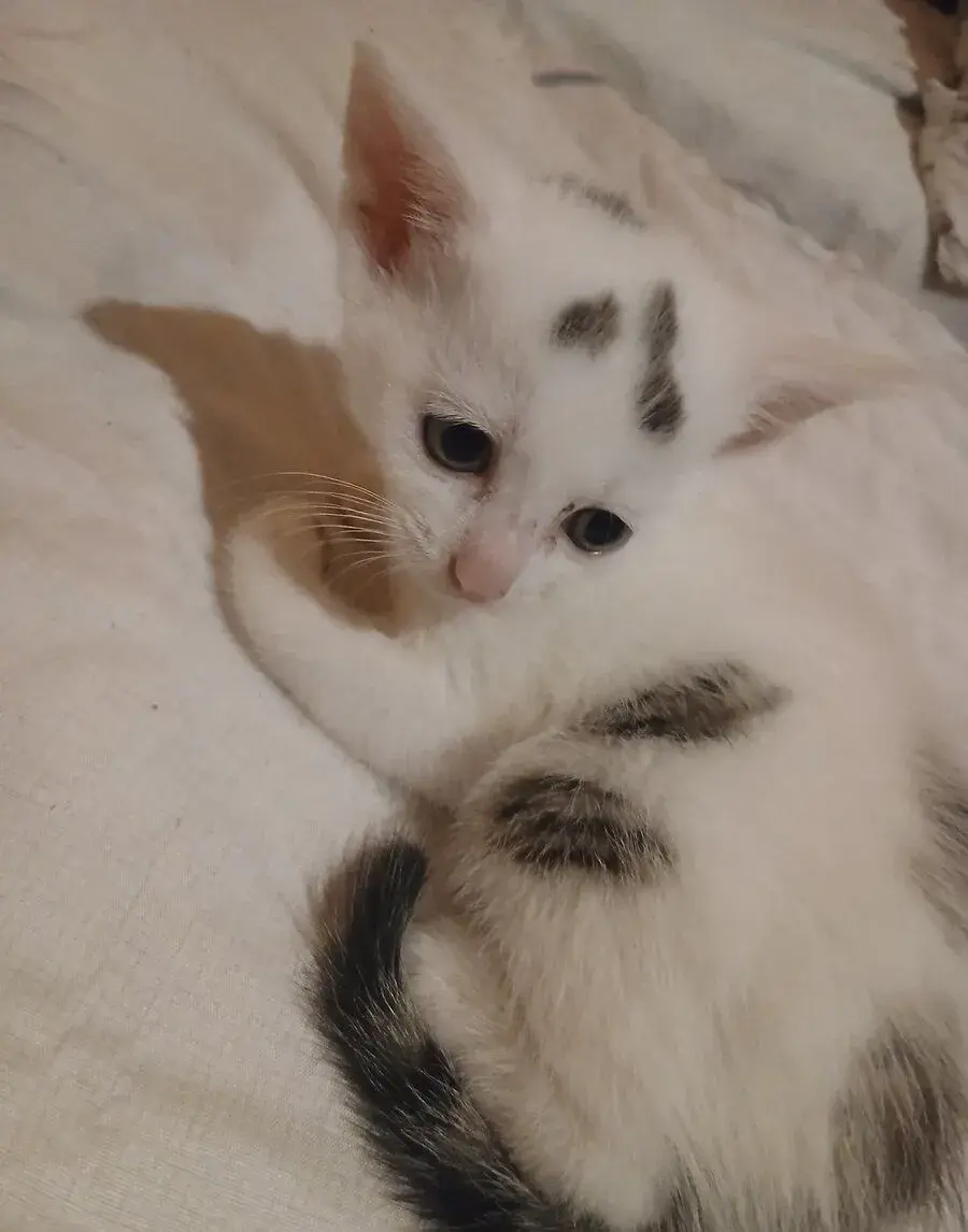 🐱 Darujem dve mačiatka do dobrých rúk 🐾