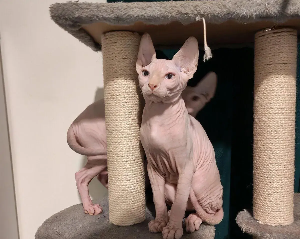 SPHYNX