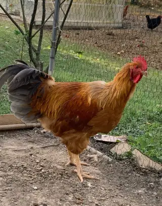 Kohút hempšírka