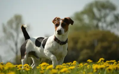 Jack Russel - KRYTIE