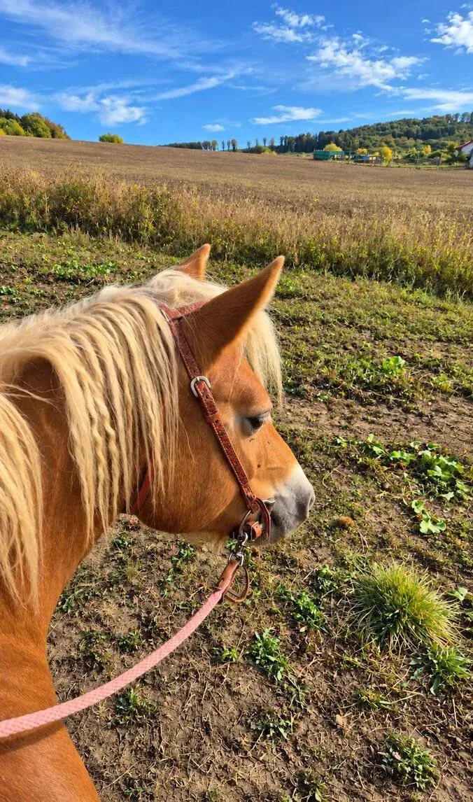 Kobylka hafling na prenájom