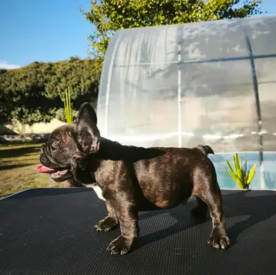Francúzsky buldoček s PP/ French bulldog