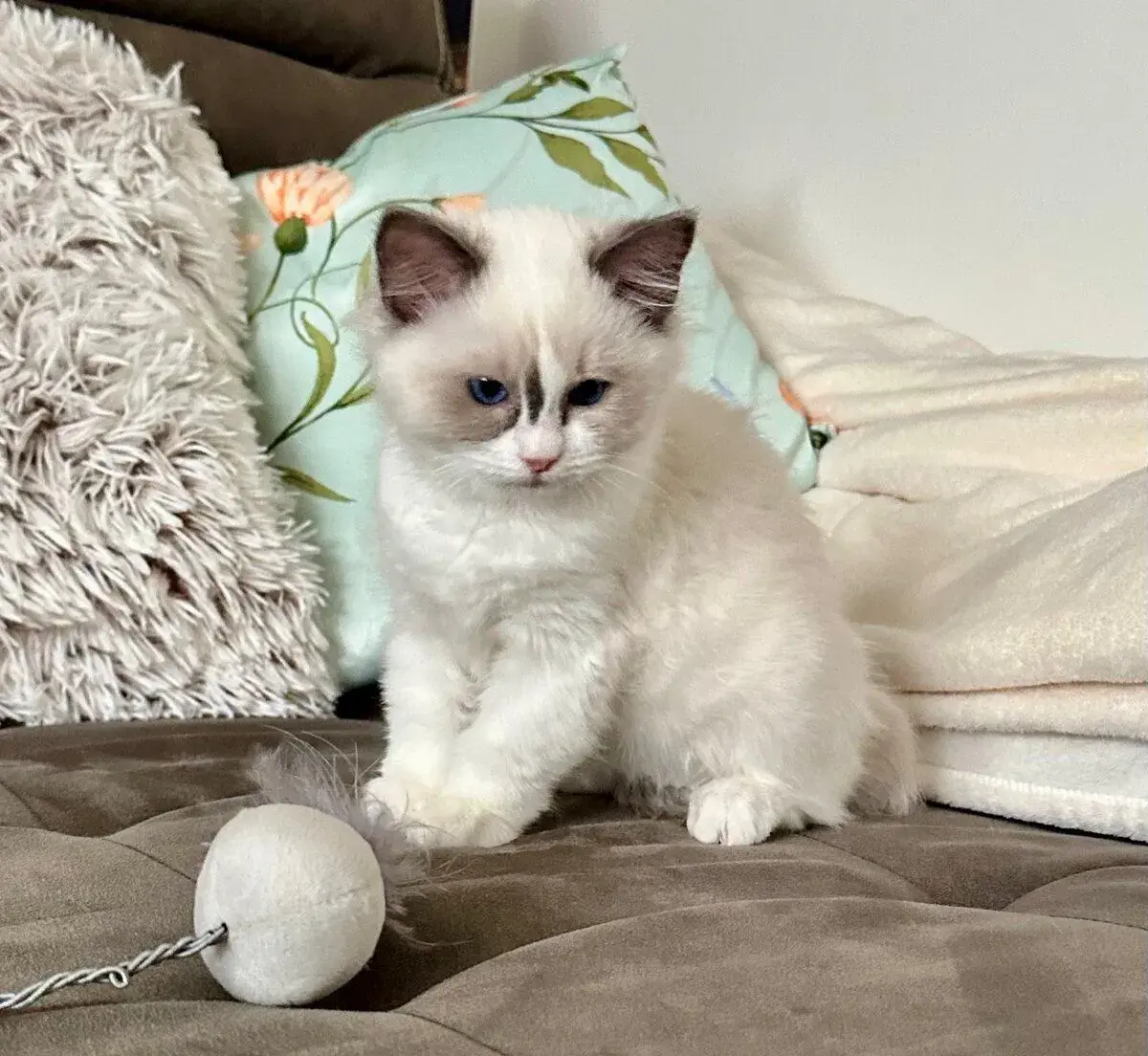 Ragdoll