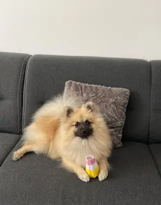 Krytie pomeranian