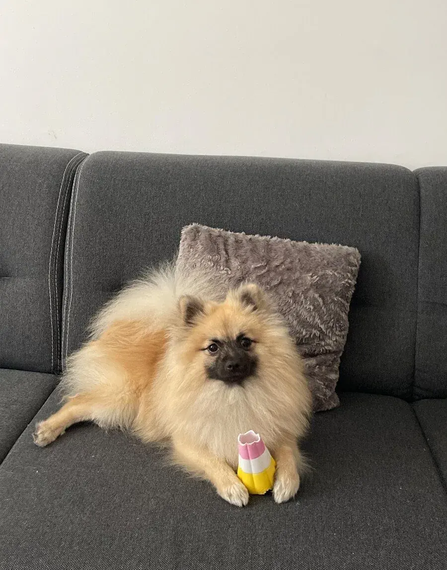 Krytie pomeranian