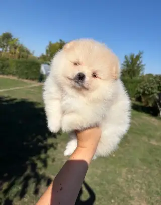 Pomeranian s PP