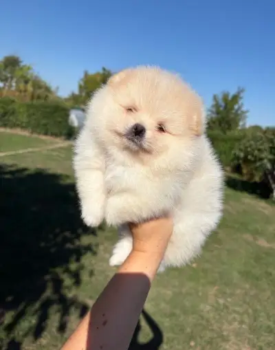 Pomeranian s PP