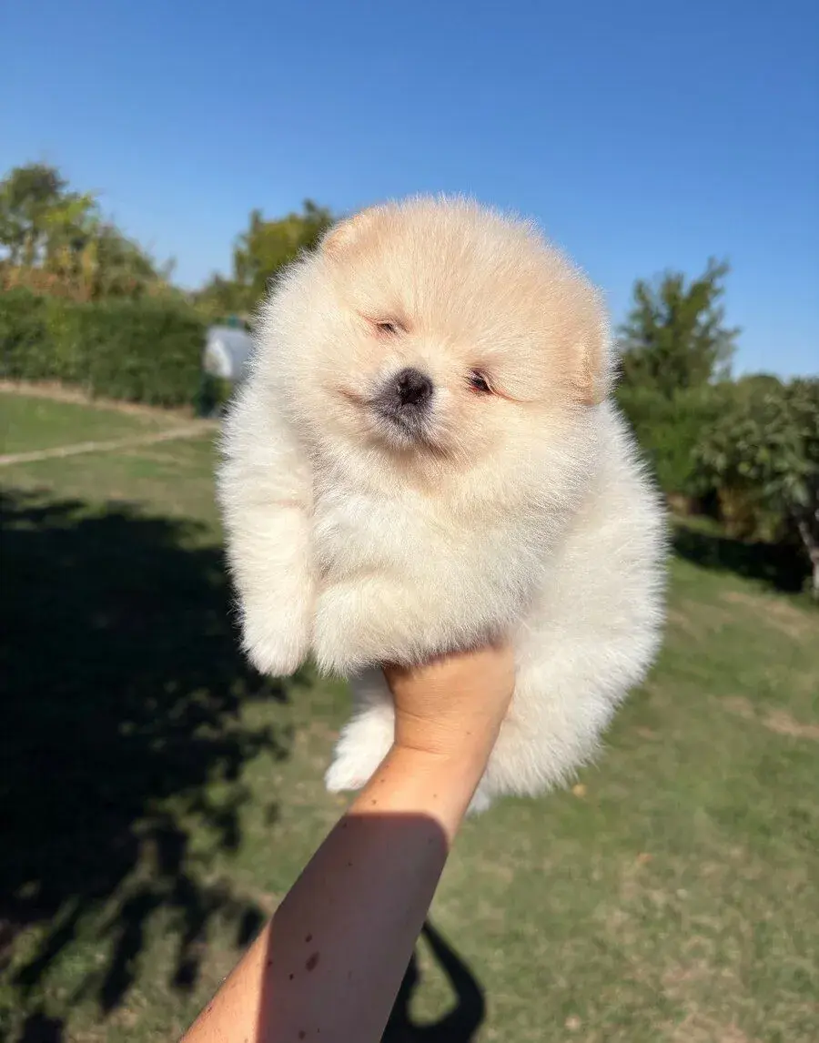 Pomeranian s PP