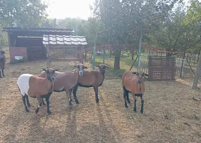 Kamerunske ovce bahne