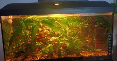 Akvarium s rybkami