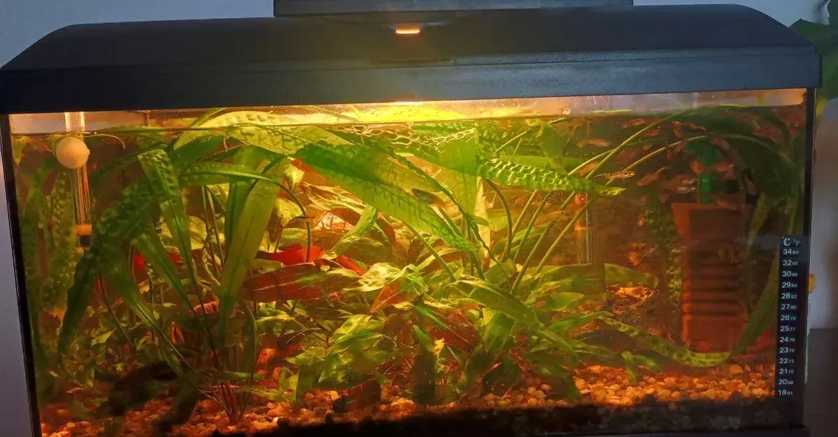 Akvarium s rybkami