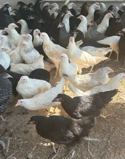 MLADÉ SLIEPOČKY– VIACERO PLEMIEN A FAREBNÝCH VARIANTOV