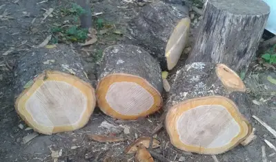 Čerešňové odrezky-pne na dekoračné výrobky.
