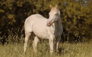 Na jar 2- ročného QH