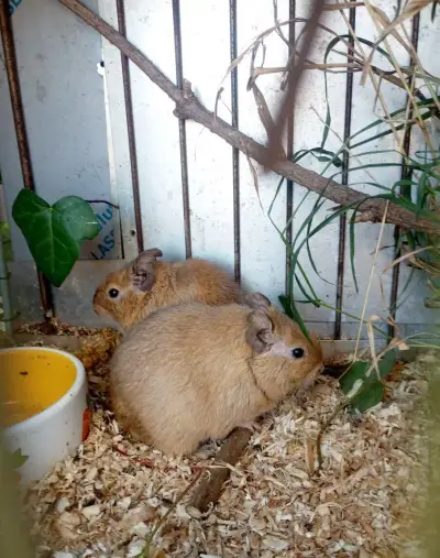 Osmak degu