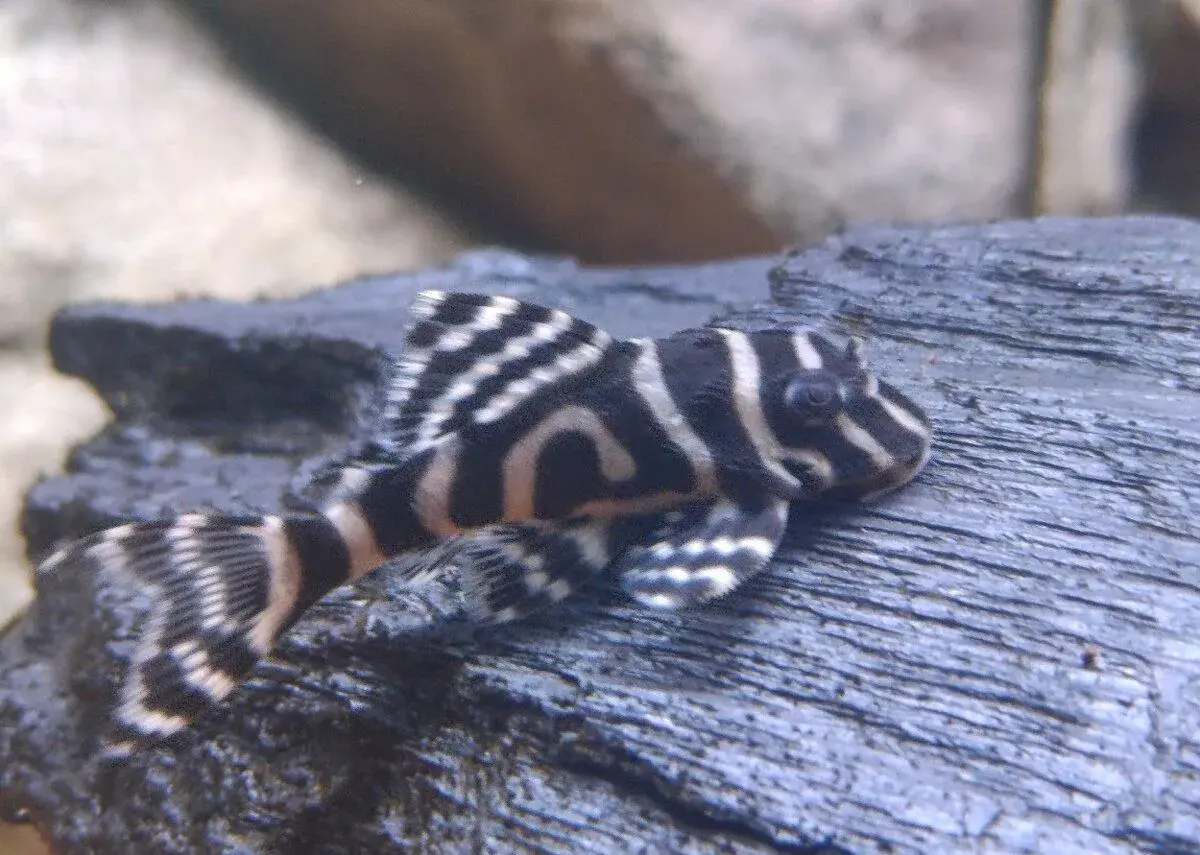 L333-Hypancistrus -AKCIA-King Tiger pleco