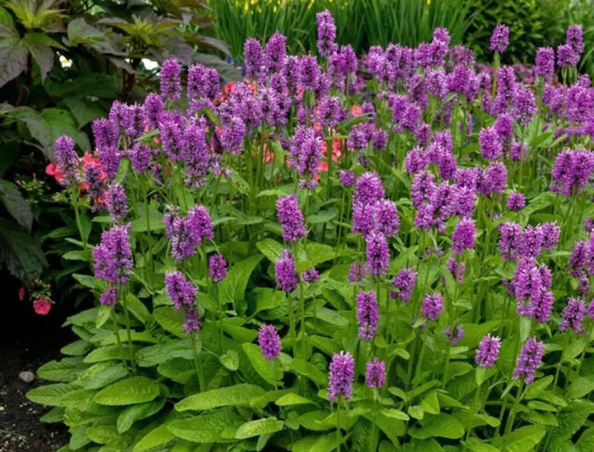 Stachys humelo