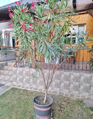 Oleander