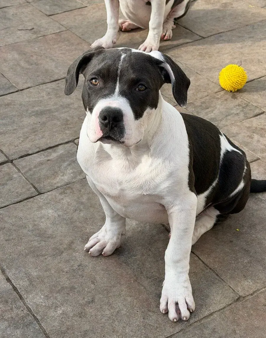 Americanbully XL s rodokmeňom