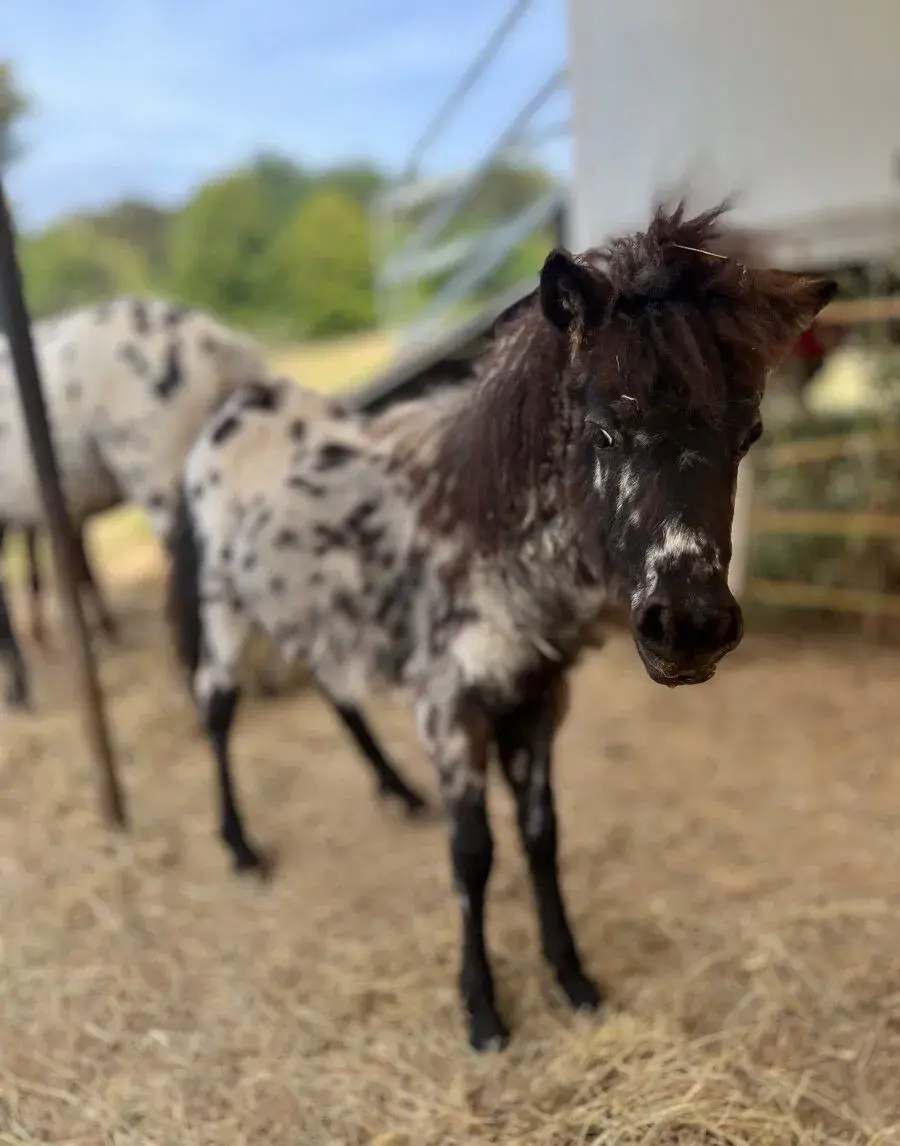 Miniappaloosa, poník
