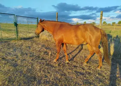 QH valach