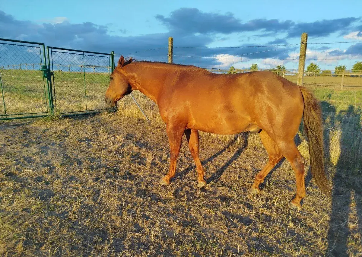 QH valach
