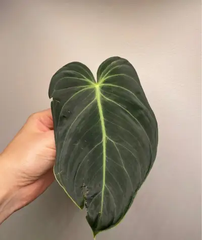 Philodendron Melanochrysum