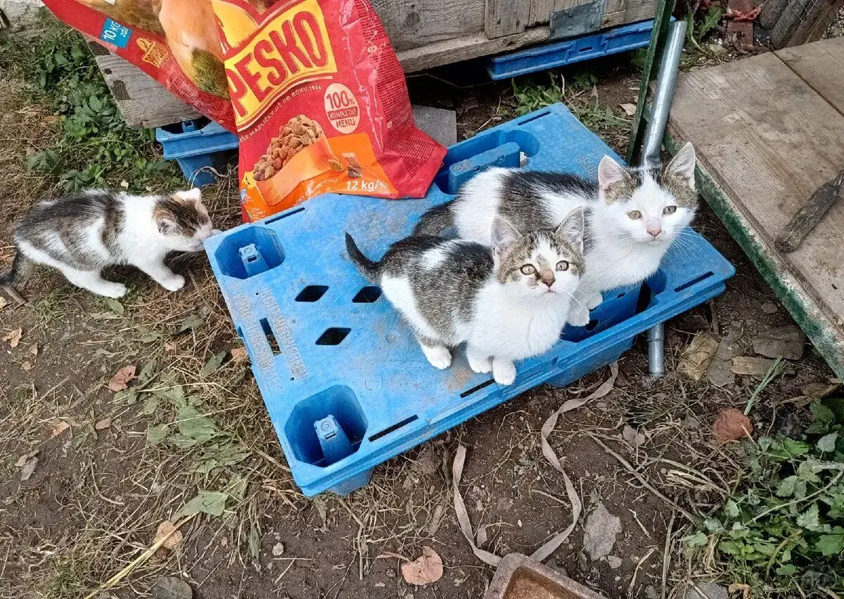 Hľadá sa domov pre mačiatka.