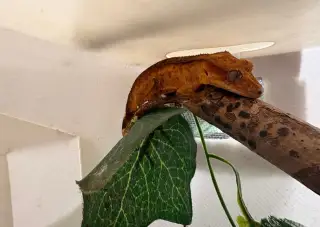Pagekon riasnaty