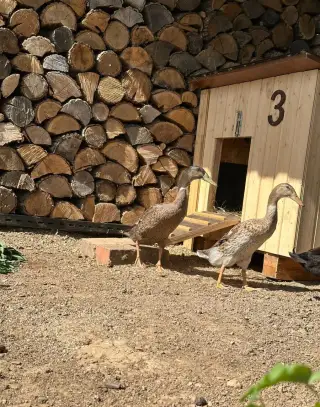 Indicky bezec kacer