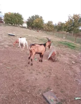 Cap ma pripustenie