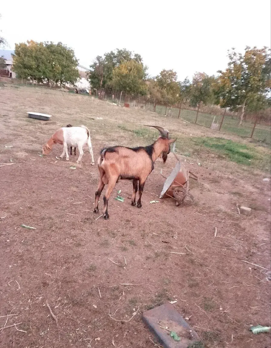 Cap ma pripustenie
