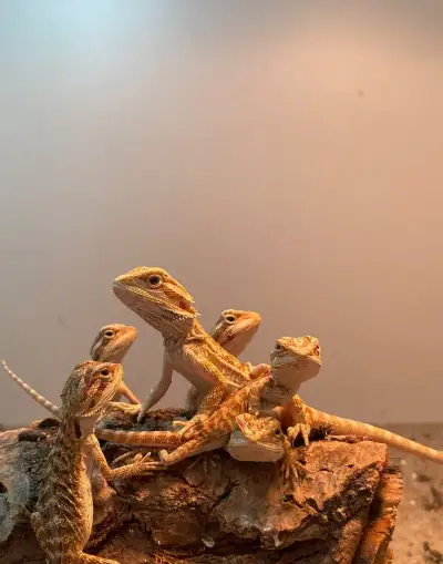 Agama Bradatá ( Pogona Vitticeps)