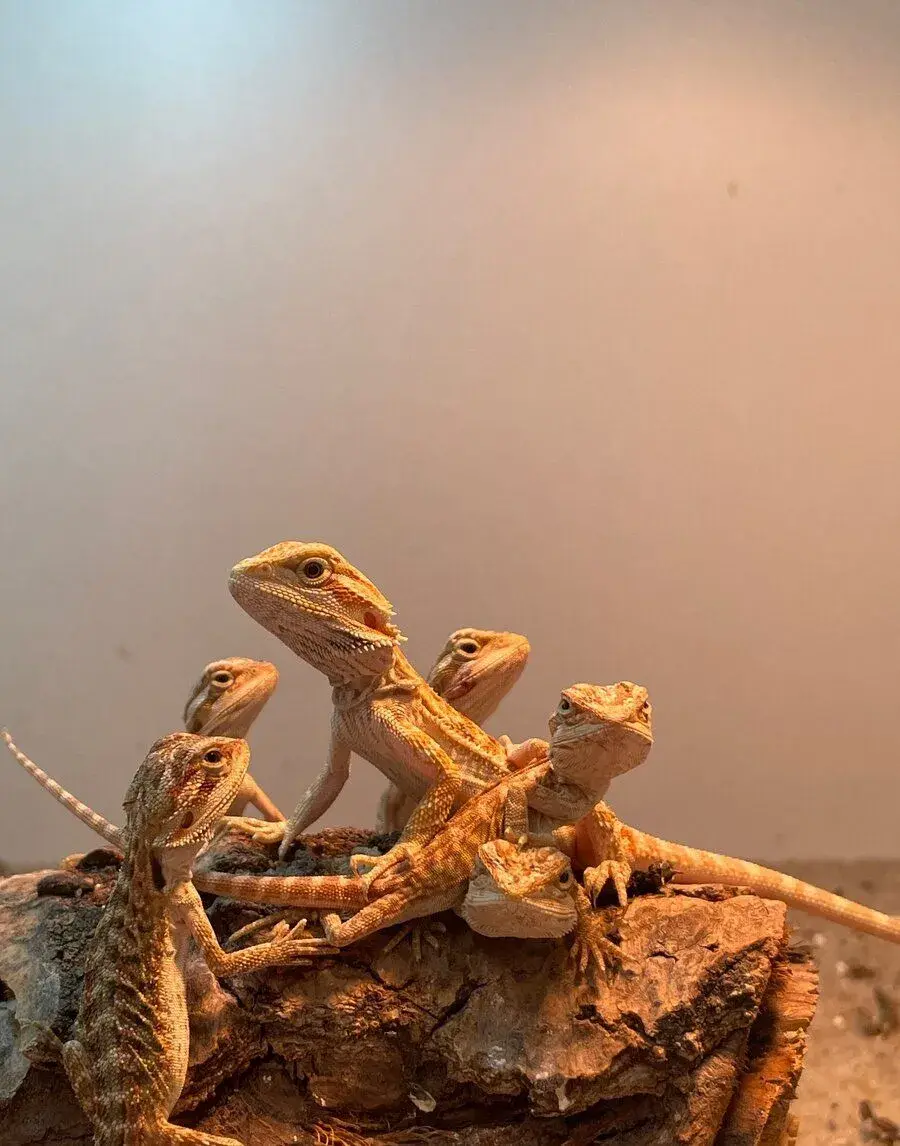 Agama Bradatá ( Pogona Vitticeps)