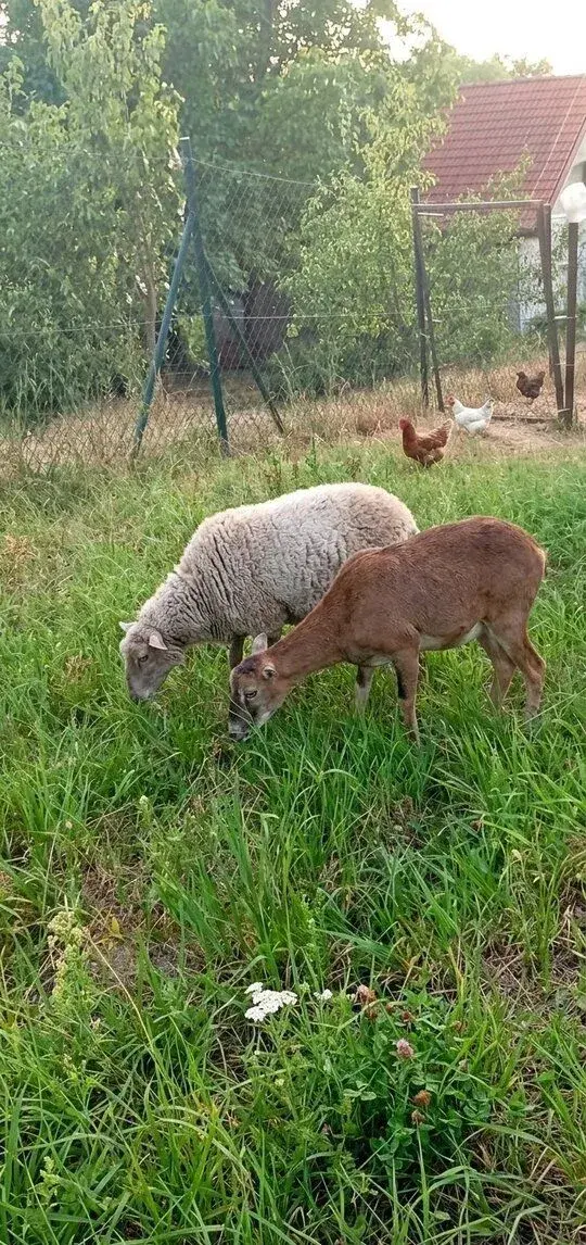 Ovečki