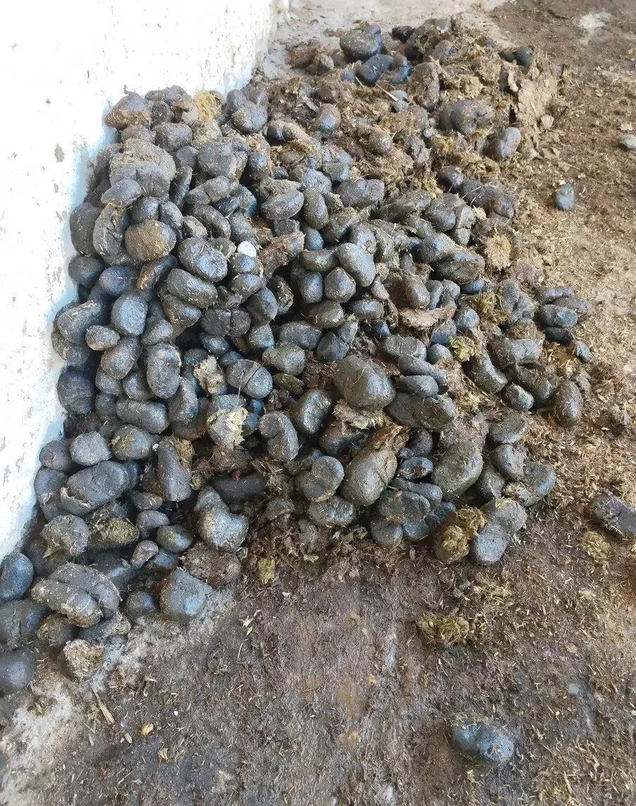 Konský trus / hnoj