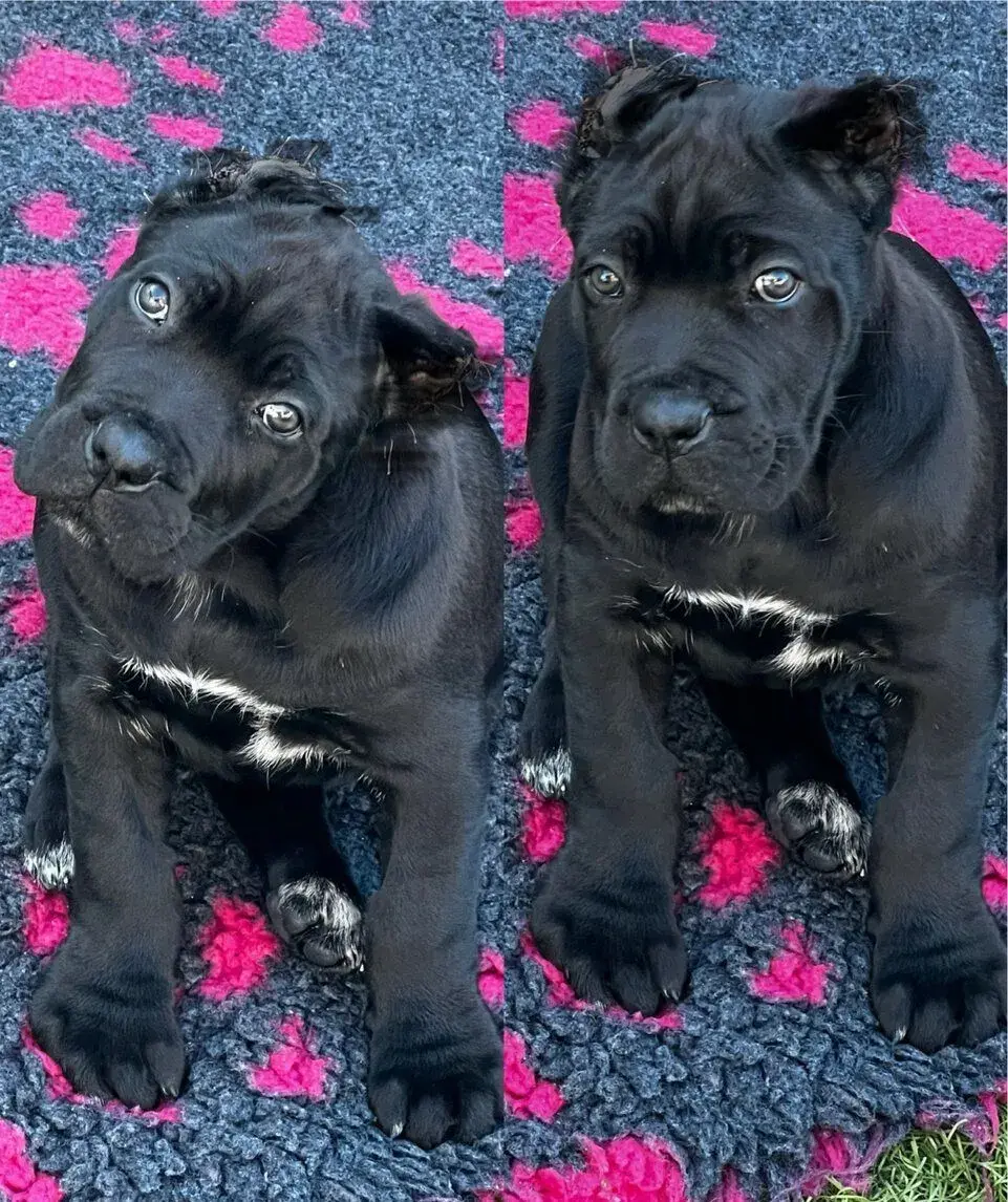 Cane Corso šteniatka s rodokmeňom FCI