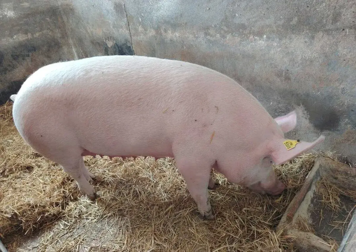 Jatočné ošípané
