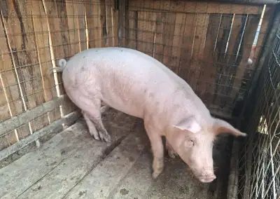 Ošípané