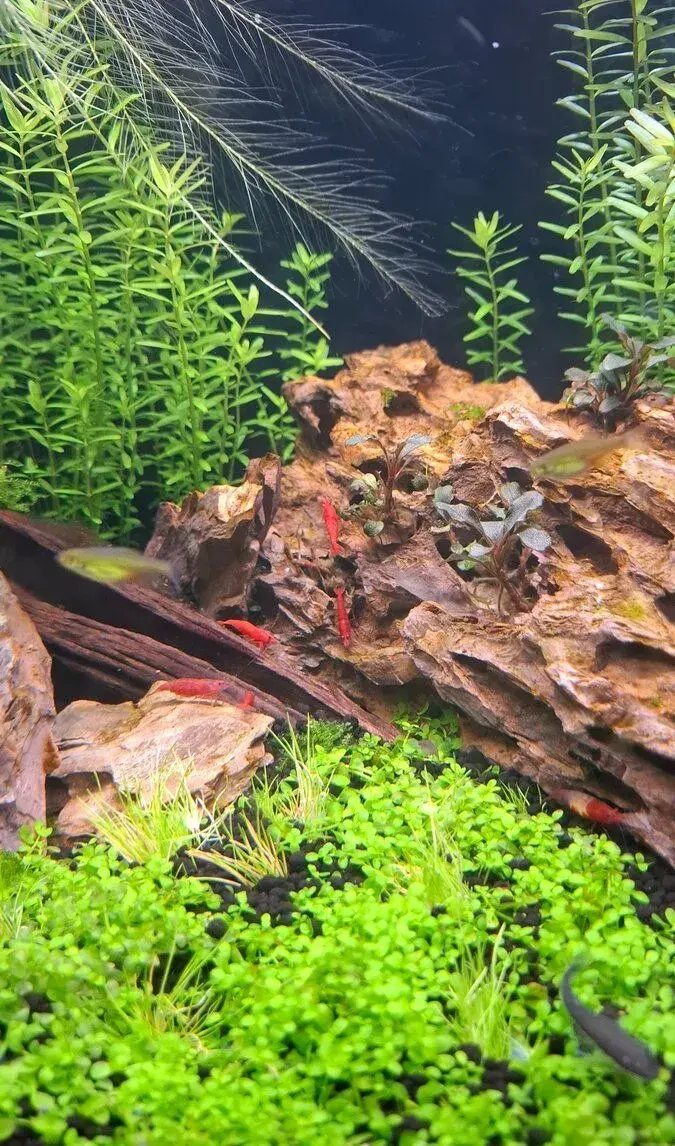 Červené krevetky Neocaridina davidi