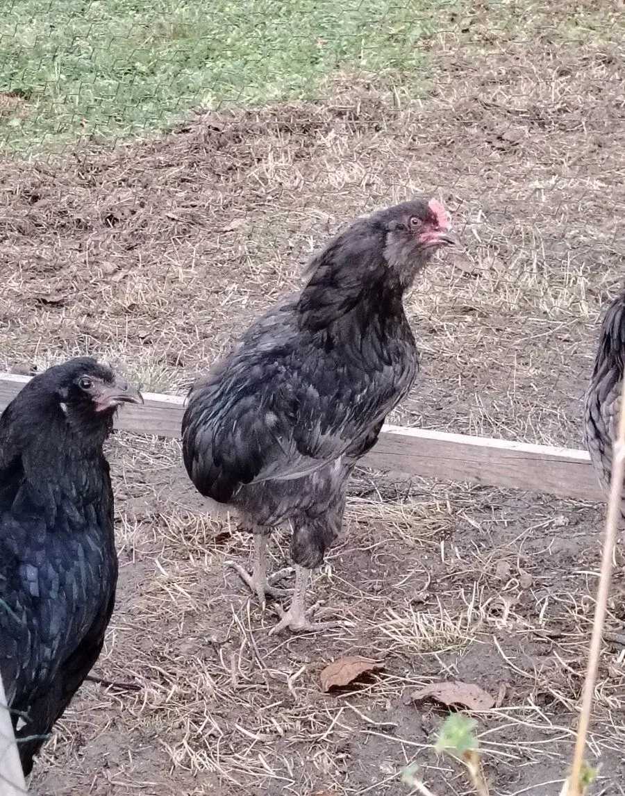 Araucana