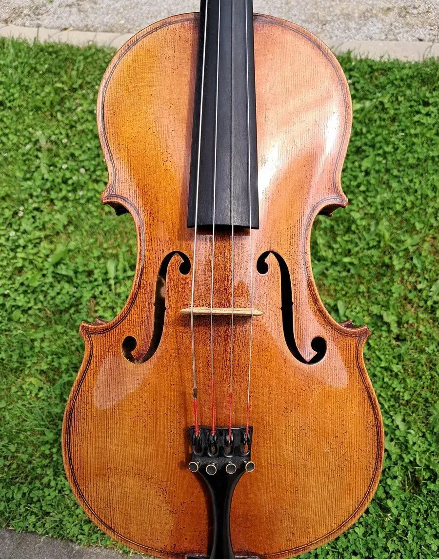 Viola