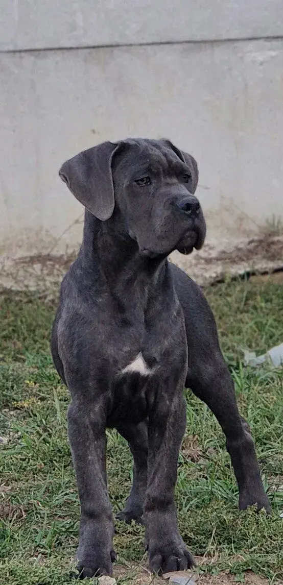 Cane corso s PP