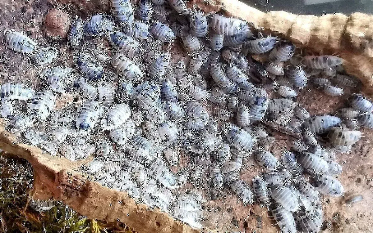 Isopody porcellio laevis "Dairy Cow" & "Wild Type".