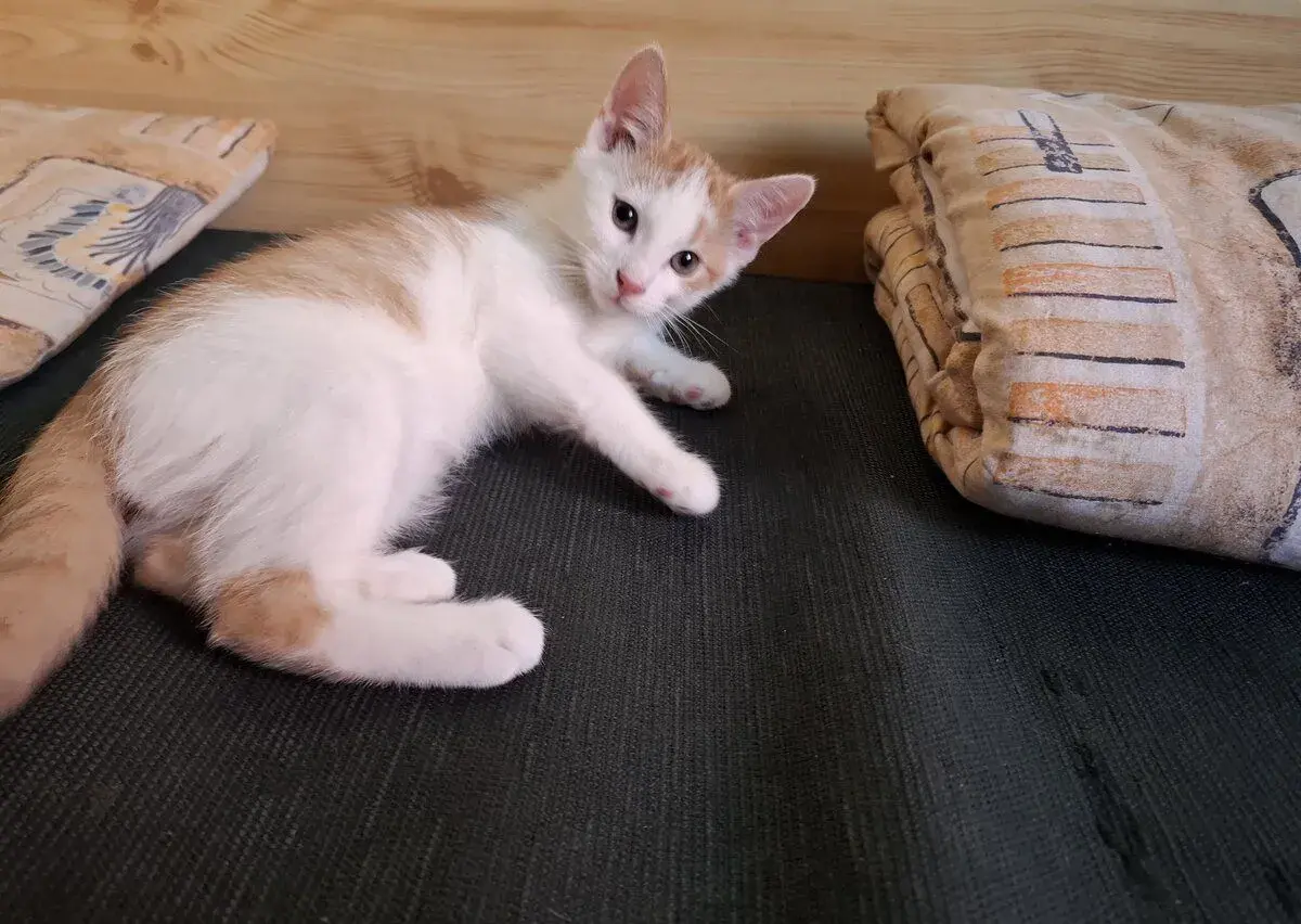 maciatka